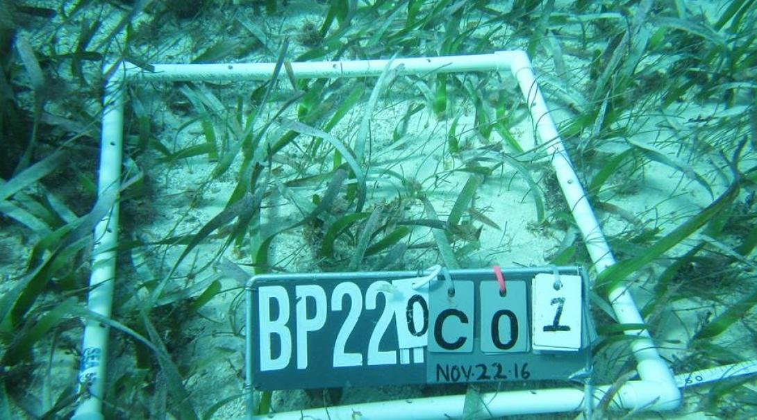 Projects Abroad volunteer set up a project to measure sea grass growth as part of his marine conservation work in Belize. A male volunteer from Projects Abroad has pictured a project he set up to monitor sea grass growth as part of his marine conservation work in Belize.